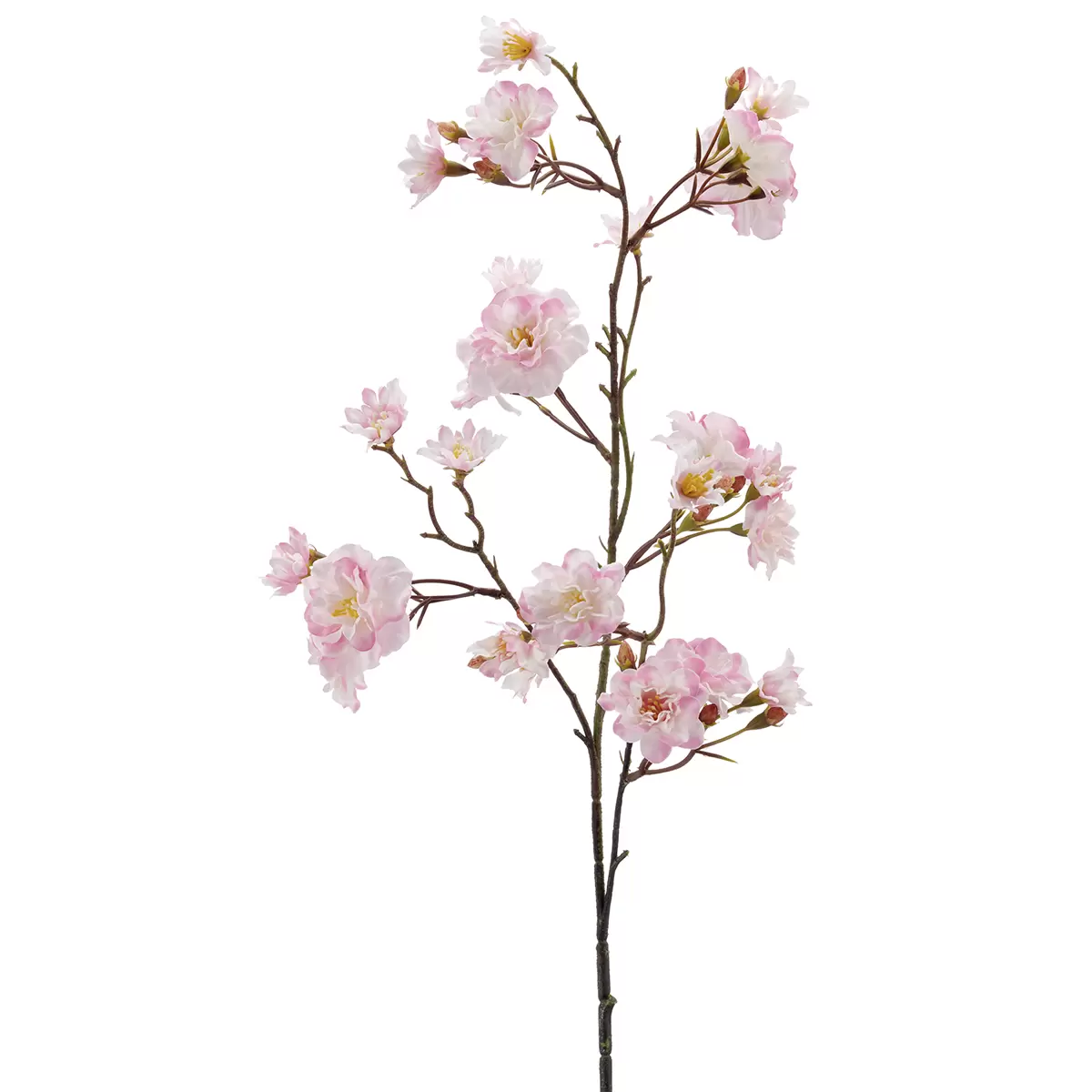 Kirschblütenzweig Rosa
