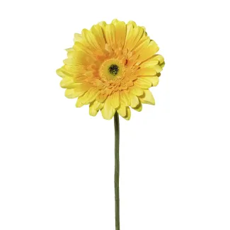 Gerbera Amra