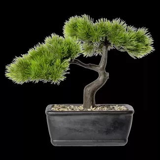 Bonsai in vaso