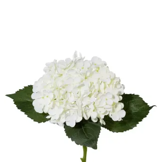 Hortensia Lia