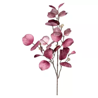 Branche d'eucalyptus