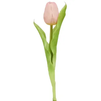 Tulipe