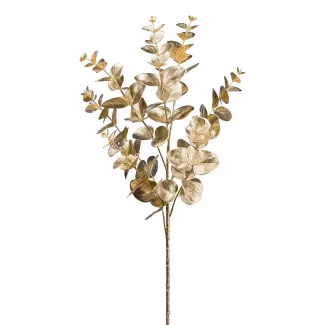 Branche d'eucalyptus