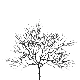 Korallenzweig