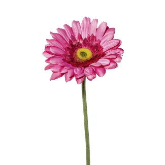 Gerbera Amra