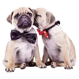 Immagine cani coppia