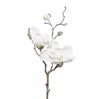 Magnolia