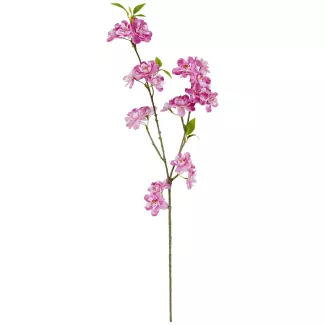 Ramo di ciliegio in fiore