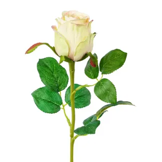 Rose Carima
